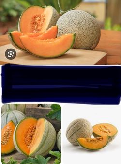 A whole bunch of Tuscan melon plants.