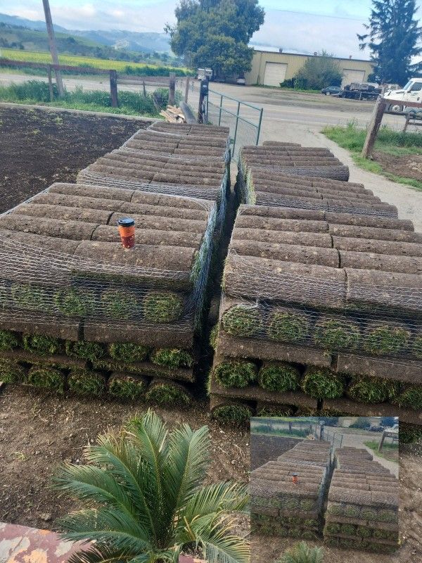 Best QUALITY Sod 