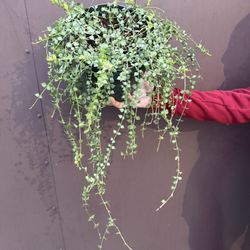 Xl Dischidia Million Hearts In 8” Pot 