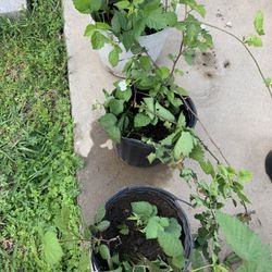 Blackberries Plant Flowering Already / Trade