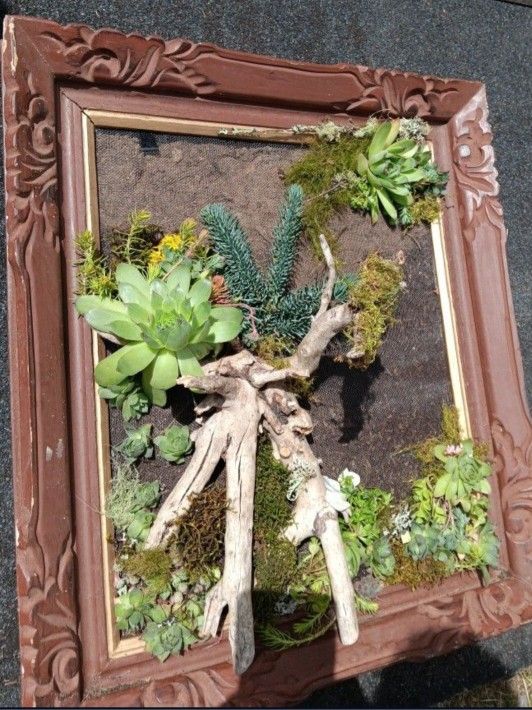 Framed Succulents 