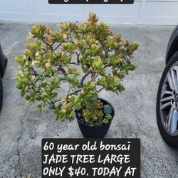 Jade Plant 60 Years Old Only $40. In San Lorenzo 