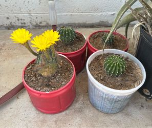Very Healthy Echinopsis or hedgehog or Easter lily Cactus Plants Cacti White Yellow flowers
