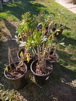 Plants Corona de Cristo