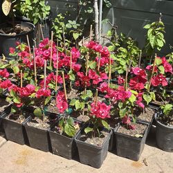Bougainvillea Flowers