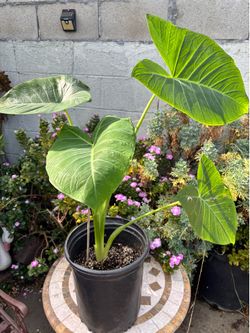 Colocasia Elephant Ear Plant