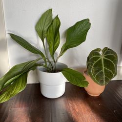 Anthurium Bundle $20