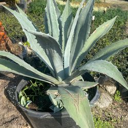 Agave 