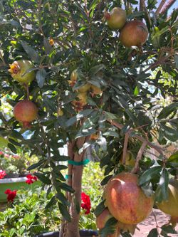 POMEGRANATE TREE/GRANADA
