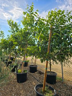 Cold Tolerant Fruit Trees