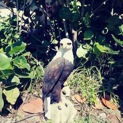 Large EAGLE Garden or indoor statue.heavy