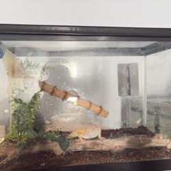 Reptile Tank