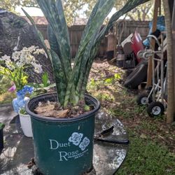 sansevieria zeylanica