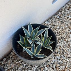 American Agave Succulent