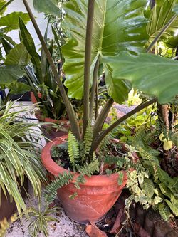 Large terracotta pot with plant