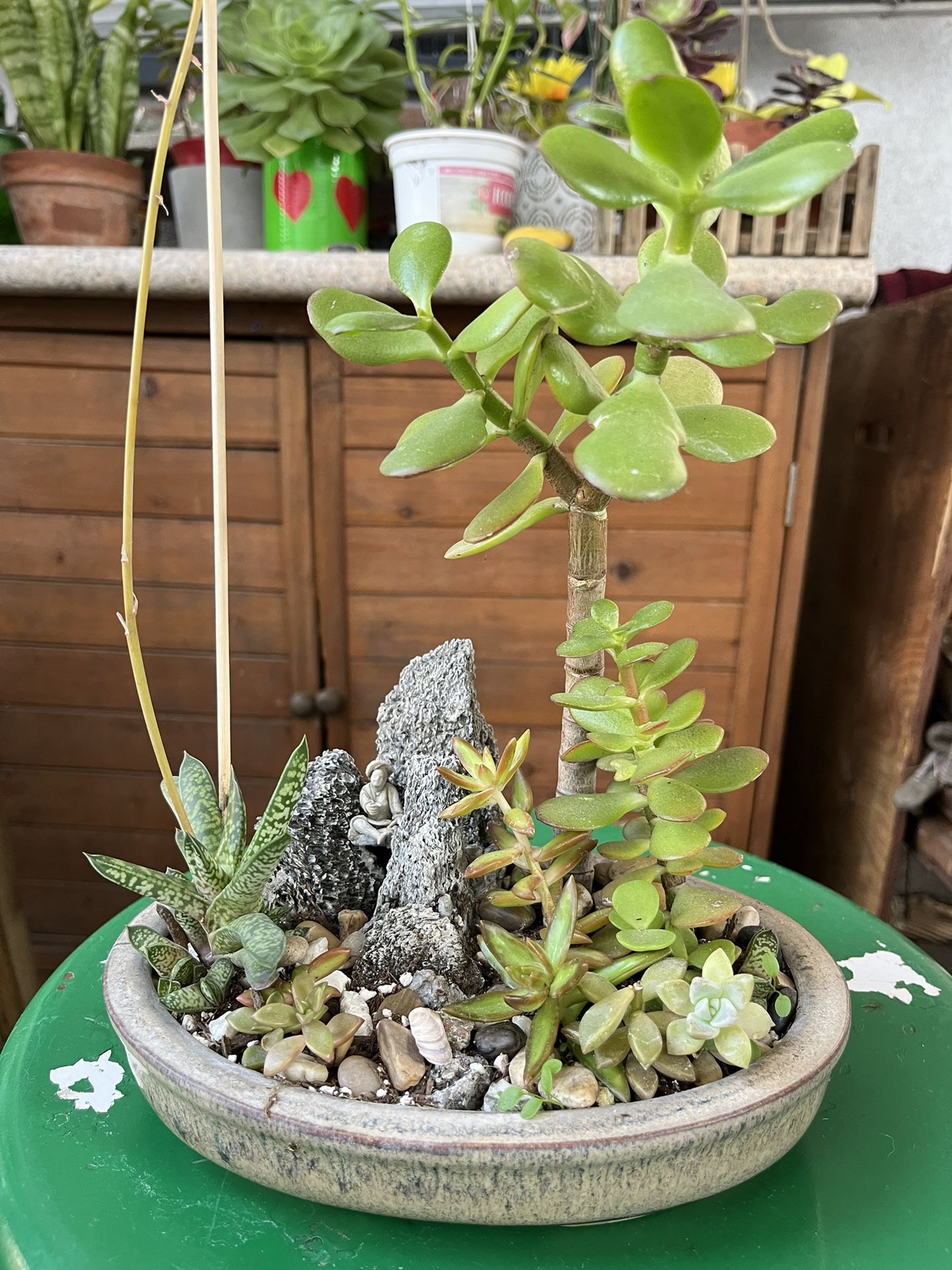 Jade Plant Arrangement In A Small Oval Ceramic Pot 
