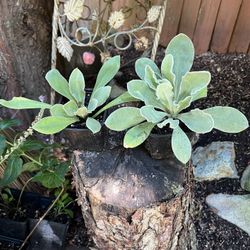 Rose Campeon - Flowering Perennial Plants $1