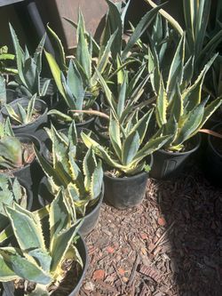 Agave