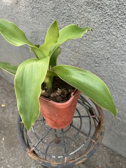 Basket Plant Callisia