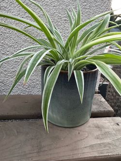 Spider Plant