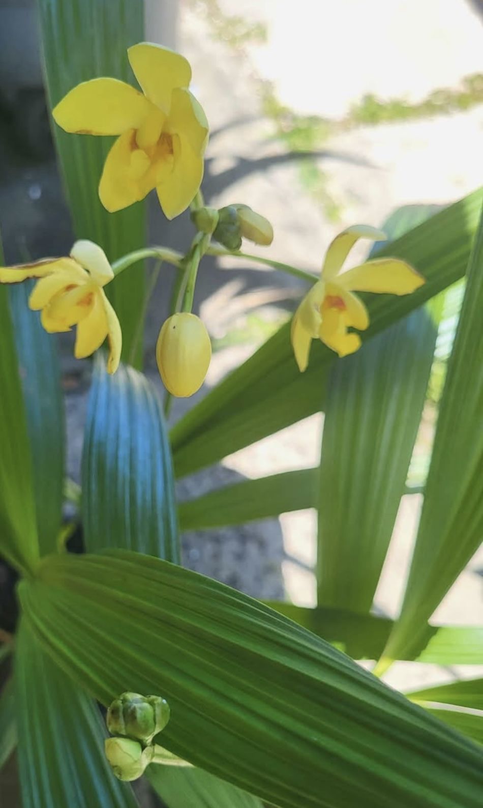 Orquideas De Tierra Amarillas Y Moradas Con Amarillo