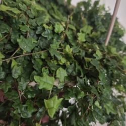 Fiscus String Of Frogs 5inch Basket 