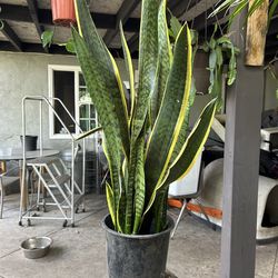 Snake plant