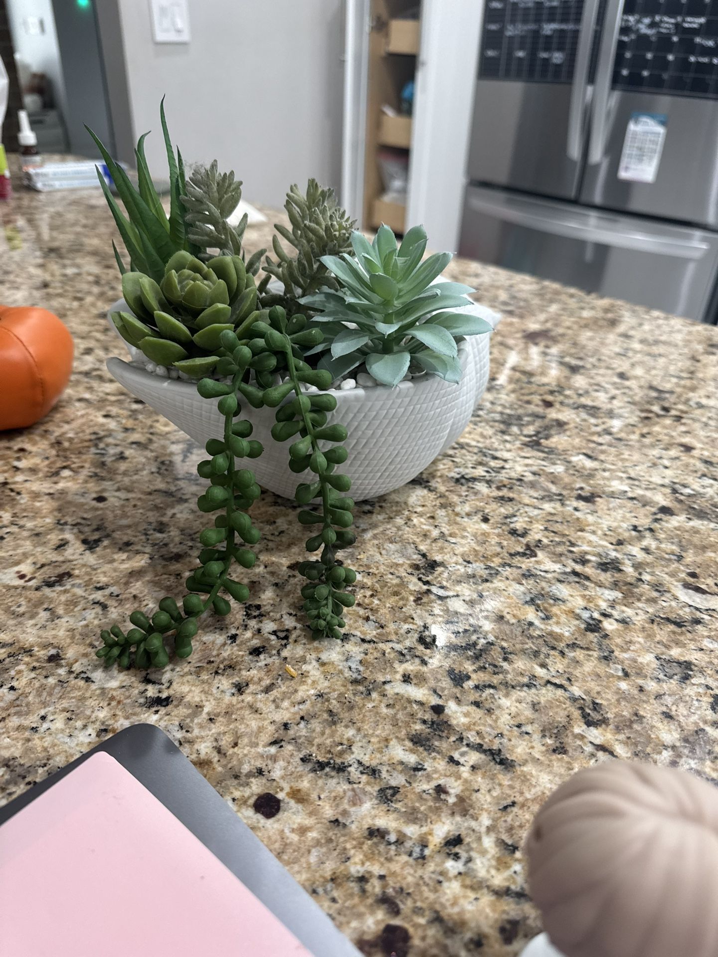 Succulent Seashell