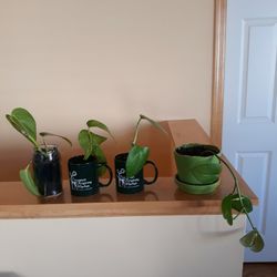 Plants. All for $12.