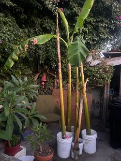 Plants de plátano  burro $20 each