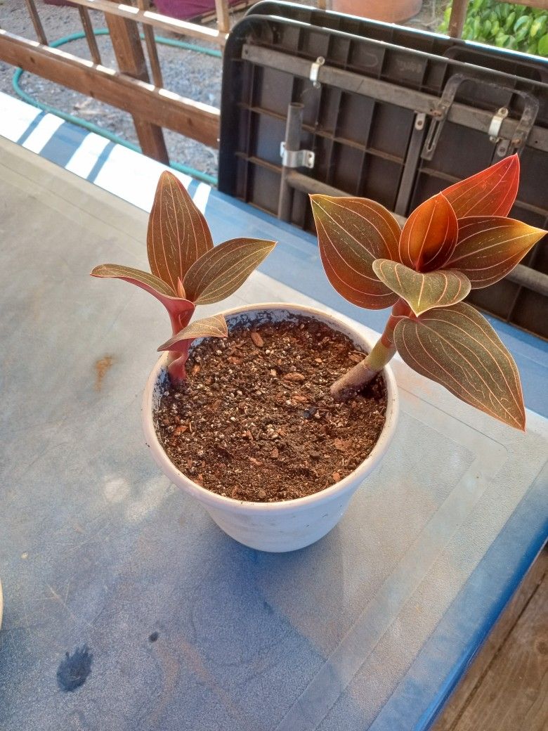 Ludisia Discolor (Jewel Orchid)