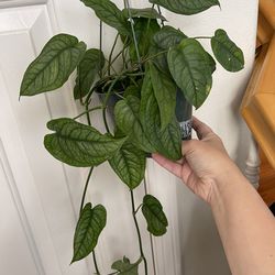 Monstera Siltipecana plant