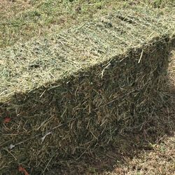 Alfalfa