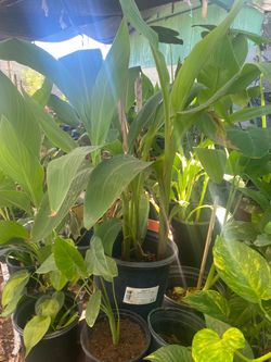 Plantas de canna lilys