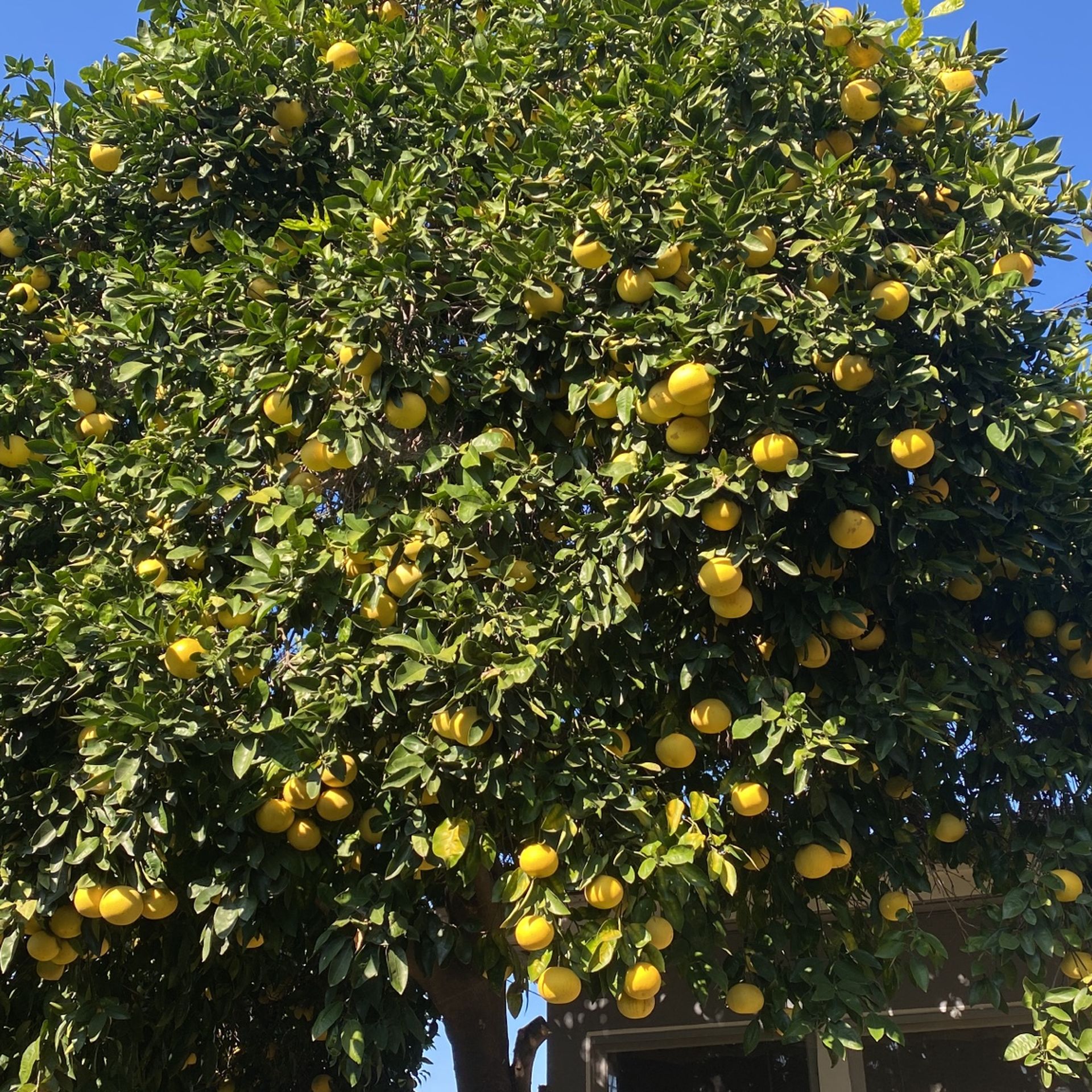 Organic Yellow grapefruit fresh Off Tree