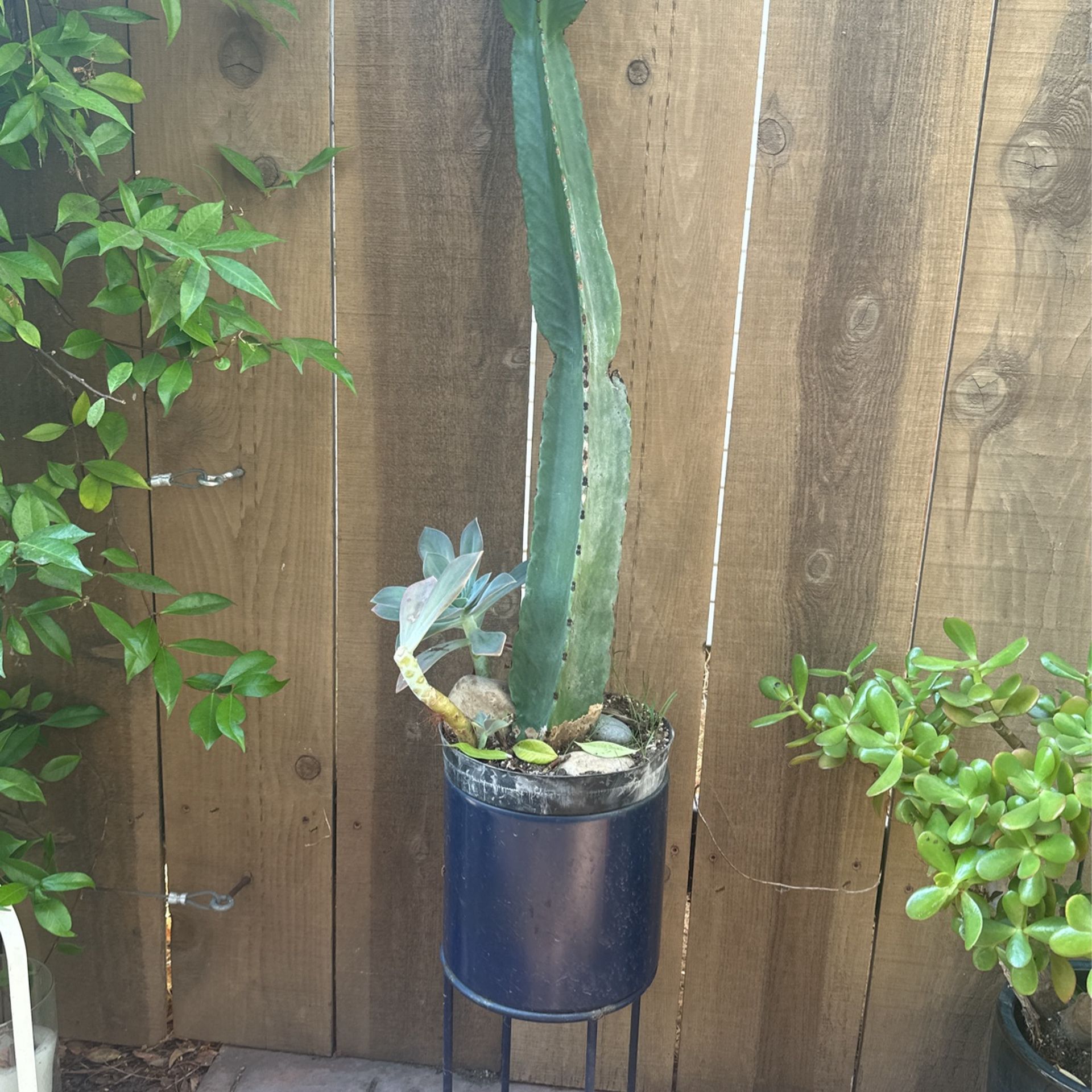 32 “” Cactus Plant Very Healthy.
