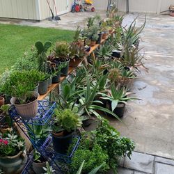 Succulents