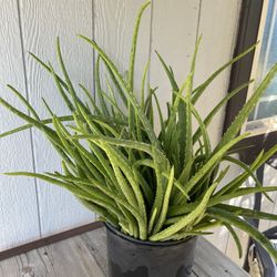 Alovera Plant 