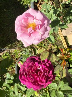 🌹 Rose / Pink & Purple Blooming in 5 gallon