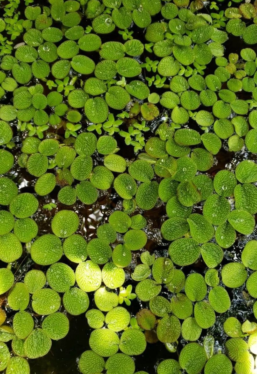 Salvinia Minima  (water Surface Plant)