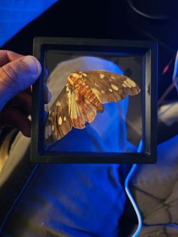Regal moth framed specimen