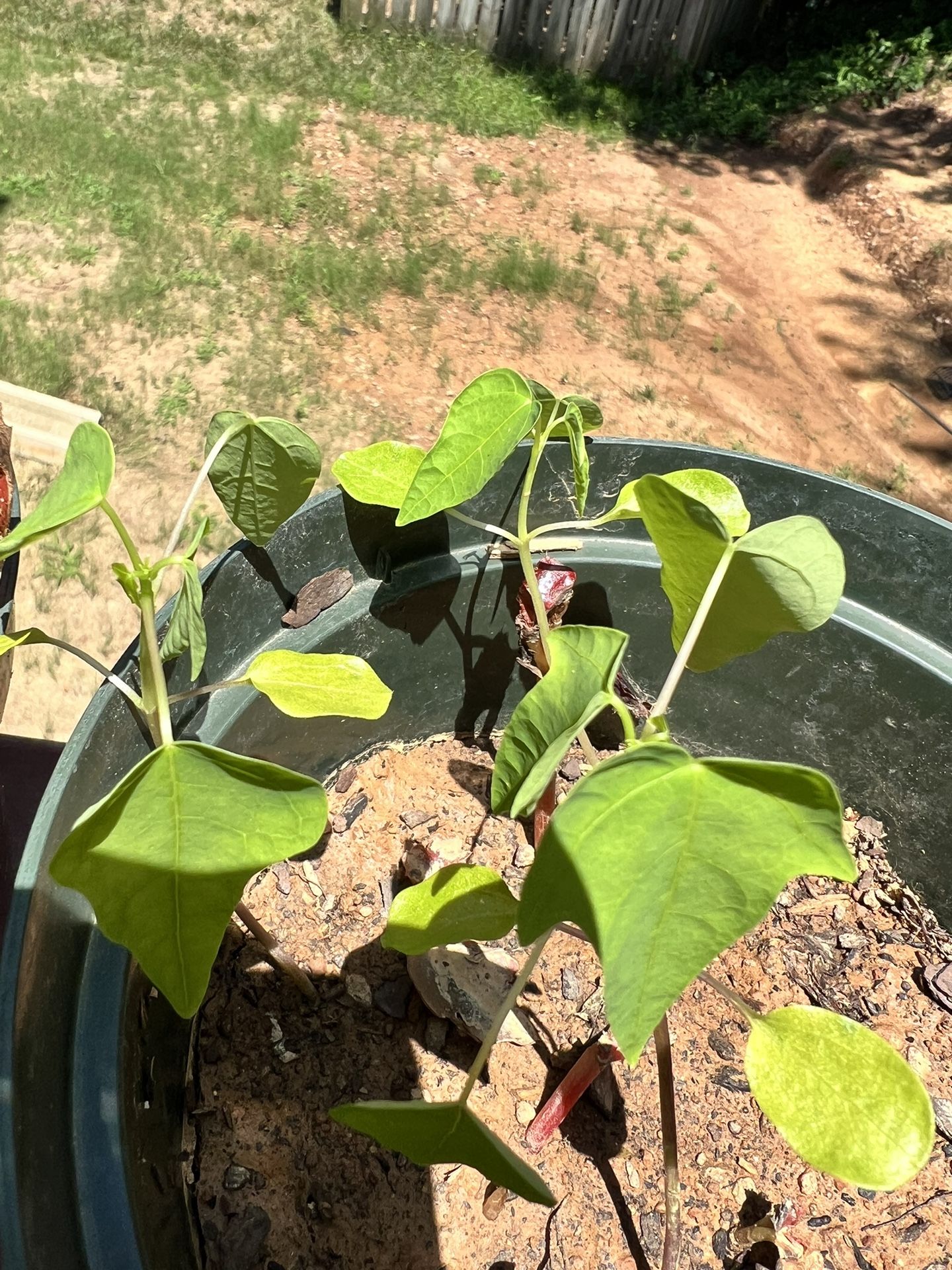 Papaya Saplings 3 For 3$