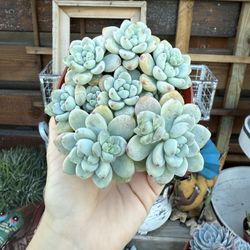 Sedum Clavatum 4”