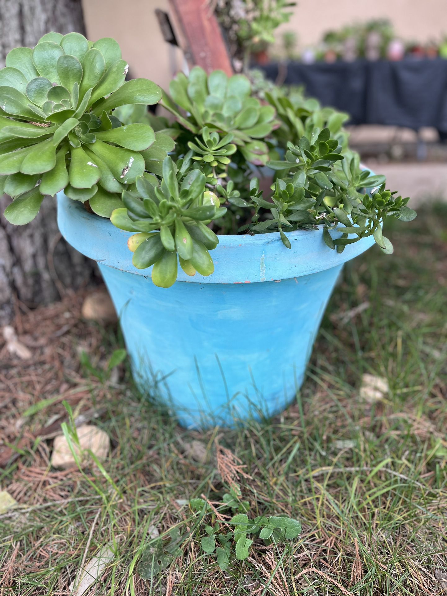 Succulent Large Pot 