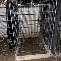 Rooster Cages 