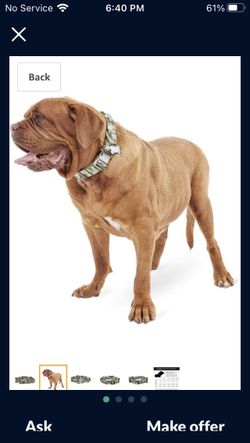 Dog Collar Size XXL/XXXL