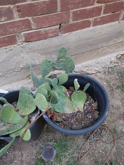 Thornless Cactus