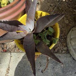 Different types of plants for sale