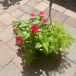 Plants