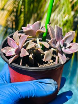 Graptosedum 'California Sunset' Succulent